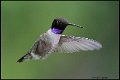 _0SB0054 black-chinned hummingbird